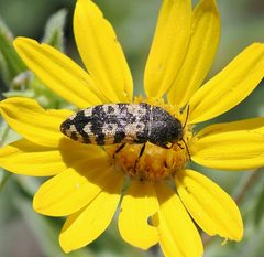 Acmaeodera diffusa by (c) Wendy McCrady, some rights reserved (CC BY), uploaded by Wendy McCrady. Used under a CC-BY license.