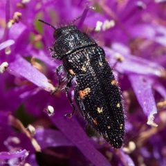 Acmaeodera dolorosa by (c) Ken-ichi Ueda, some rights reserved (CC BY), uploaded by Ken-ichi Ueda. Used under a CC-BY license.