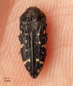 Acmaeodera errans by no rights reserved, uploaded by Jesse Rorabaugh. Used under a CC0 license.
