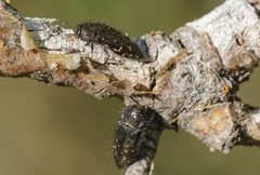 Acmaeodera knowltoni by (c) Rolf Lawrenz, some rights reserved (CC BY), uploaded by Rolf Lawrenz. Used under a CC-BY license.