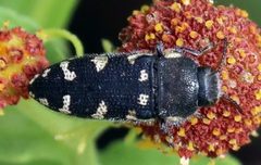 Acmaeodera obtusa by (c) Catherine C. Galley, some rights reserved (CC BY), uploaded by Catherine C. Galley. Used under a CC-BY license.