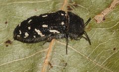 Acmaeodera ornata by (c) Gordon C. Snelling, some rights reserved (CC BY), uploaded by Gordon C. Snelling. Used under a CC-BY license.