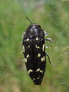 Acmaeodera ornata by (c) Annika Lindqvist, some rights reserved (CC BY), uploaded by Annika Lindqvist. Used under a CC-BY license.