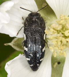 Acmaeodera ornata by (c) skitterbug, some rights reserved (CC BY), uploaded by skitterbug. Used under a CC-BY license.