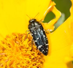 Acmaeodera ornatoides by (c) Justin Williams, some rights reserved (CC BY), uploaded by Justin Williams. Used under a CC-BY license.