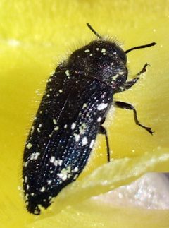 Acmaeodera ornatoides by (c) Catherine C. Galley, some rights reserved (CC BY), uploaded by Catherine C. Galley. Used under a CC-BY license.