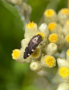 Acmaeodera prorsa by (c) Rachel Allingham, some rights reserved (CC BY), uploaded by Rachel Allingham. Used under a CC-BY license.