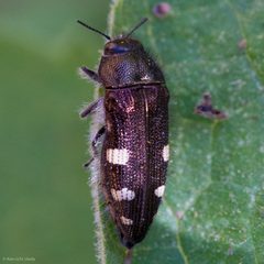 Acmaeodera prorsa by (c) Ken-ichi Ueda, some rights reserved (CC BY), uploaded by Ken-ichi Ueda. Used under a CC-BY license.