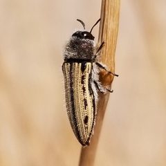 Acmaeodera pubiventris by (c) Bob Miller, some rights reserved (CC BY), uploaded by Bob Miller. Used under a CC-BY license.