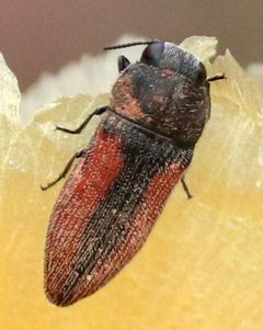 Acmaeodera robigo by (c) Catherine C. Galley, some rights reserved (CC BY), uploaded by Catherine C. Galley. Used under a CC-BY license.