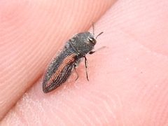 Acmaeodera robigo by (c) Sam Kieschnick, some rights reserved (CC BY), uploaded by Sam Kieschnick. Used under a CC-BY license.