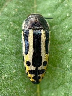Acmaeodera scalaris by (c) Sue Carnahan, some rights reserved (CC BY), uploaded by Sue Carnahan. Used under a CC-BY license.