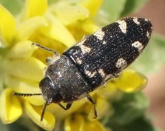 Acmaeodera texana by (c) Catherine C. Galley, some rights reserved (CC BY), uploaded by Catherine C. Galley. Used under a CC-BY license.