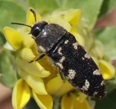 Acmaeodera texana by (c) Catherine C. Galley, some rights reserved (CC BY), uploaded by Catherine C. Galley. Used under a CC-BY license.