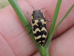 Acmaeodera variegata by (c) Sam Kieschnick, some rights reserved (CC BY), uploaded by Sam Kieschnick. Used under a CC-BY license.