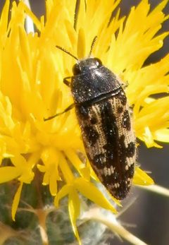 Acmaeodera hepburnii by (c) 101595408250610106310, some rights reserved (CC BY), uploaded by 101595408250610106310. Used under a CC-BY license.