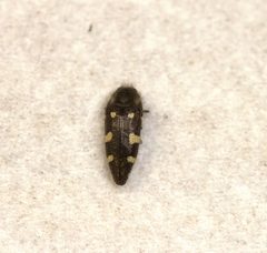 Acmaeodera pullata by (c) nmoorhatch, some rights reserved (CC BY), uploaded by nmoorhatch. Used under a CC-BY license.
