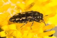 Acmaeodera retifera by (c) Ken-ichi Ueda, some rights reserved (CC BY). Used under a CC-BY license.