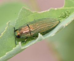 Agaeocera scintillans by (c) Andrew Meeds, some rights reserved (CC BY), uploaded by Andrew Meeds. Used under a CC-BY license.