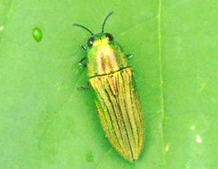 Agaeocera scintillans by (c) Francisco Farriols Sarabia, some rights reserved (CC BY), uploaded by Francisco Farriols Sarabia. Used under a CC-BY license.
