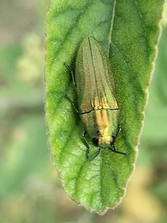 Agaeocera scintillans by no rights reserved, uploaded by Sinaloa Silvestre. Used under a CC0 license.