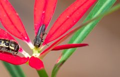 Agrilaxia hespenheidei by (c) Forest Botial-Jarvis, some rights reserved (CC BY), uploaded by Forest Botial-Jarvis. Used under a CC-BY license.