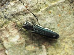 Agrilus carpini by (c) Katja Schulz, some rights reserved (CC BY), uploaded by Katja Schulz. Used under a CC-BY license.