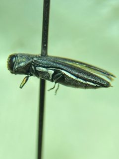 Agrilus carpini by (c) Emily Franzen, some rights reserved (CC BY), uploaded by Emily Franzen. Used under a CC-BY license.