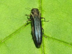 Agrilus carpini by (c) Dan MacNeal, some rights reserved (CC BY), uploaded by Dan MacNeal. Used under a CC-BY license.