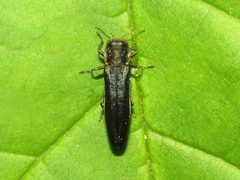 Agrilus carpini by (c) Dan MacNeal, some rights reserved (CC BY), uploaded by Dan MacNeal. Used under a CC-BY license.