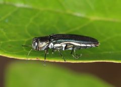 Agrilus carpini by (c) Jake McCumber, some rights reserved (CC BY), uploaded by Jake McCumber. Used under a CC-BY license.