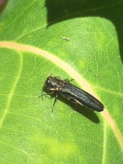 Agrilus carpini by (c) Jonathan Layman, some rights reserved (CC BY), uploaded by Jonathan Layman. Used under a CC-BY license.