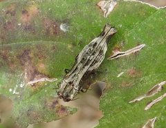 Agrilus langei by (c) Francisco Farriols Sarabia, some rights reserved (CC BY), uploaded by Francisco Farriols Sarabia. Used under a CC-BY license.