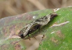 Agrilus langei by (c) Francisco Farriols Sarabia, some rights reserved (CC BY), uploaded by Francisco Farriols Sarabia. Used under a CC-BY license.