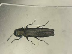 Agrilus osburni by no rights reserved, uploaded by Nick Bédard. Used under a CC0 license.