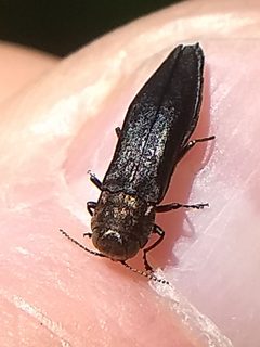 Agrilus anxius by (c) Jason Hill, some rights reserved (CC BY), uploaded by Jason Hill. Used under a CC-BY license.