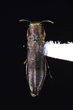 Agrilus arcuatus by (c) Kyle Rossner, some rights reserved (CC BY), uploaded by Kyle Rossner. Used under a CC-BY license.
