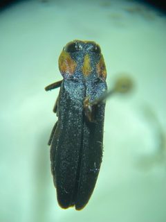 Agrilus benjamini by (c) Emily Franzen, some rights reserved (CC BY), uploaded by Emily Franzen. Used under a CC-BY license.