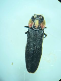 Agrilus benjamini by (c) Emily Franzen, some rights reserved (CC BY), uploaded by Emily Franzen. Used under a CC-BY license.