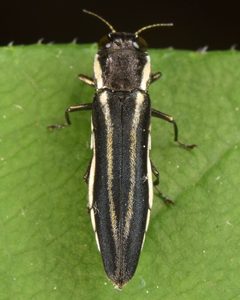 Agrilus bilineatus by (c) skitterbug, some rights reserved (CC BY), uploaded by skitterbug. Used under a CC-BY license.