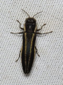Agrilus bilineatus by (c) Nick Block, some rights reserved (CC BY), uploaded by Nick Block. Used under a CC-BY license.