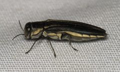 Agrilus bilineatus by (c) Nick Block, some rights reserved (CC BY), uploaded by Nick Block. Used under a CC-BY license.