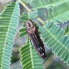 Agrilus cavatus by (c) Sue Carnahan, some rights reserved (CC BY), uploaded by Sue Carnahan. Used under a CC-BY license.