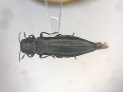 Agrilus crataegi by no rights reserved, uploaded by Nick Bédard. Used under a CC0 license.