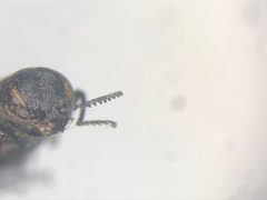 Agrilus crataegi by no rights reserved, uploaded by Nick Bédard. Used under a CC0 license.
