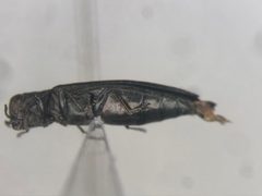 Agrilus crataegi by no rights reserved, uploaded by Nick Bédard. Used under a CC0 license.