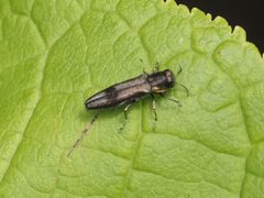 Agrilus derasofasciatus by (c) Michael Knapp, some rights reserved (CC BY), uploaded by Michael Knapp. Used under a CC-BY license.