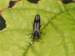 Agrilus derasofasciatus by (c) Michael Knapp, some rights reserved (CC BY), uploaded by Michael Knapp. Used under a CC-BY license.