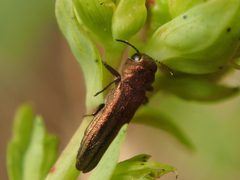 Agrilus hyperici by (c) Alexis Tinker-Tsavalas, some rights reserved (CC BY), uploaded by Alexis Tinker-Tsavalas. Used under a CC-BY license.