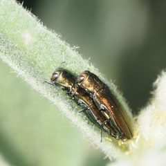 Agrilus lacustris by (c) Russell Pfau, some rights reserved (CC BY), uploaded by Russell Pfau. Used under a CC-BY license.